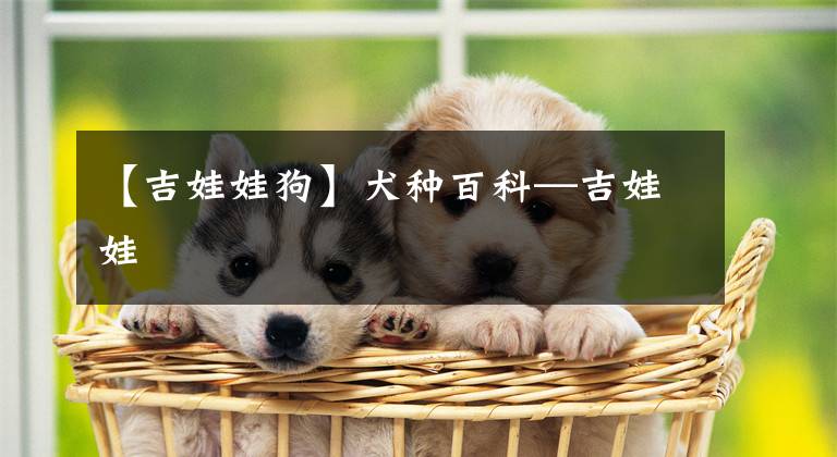 【吉娃娃狗】犬種百科—吉娃娃