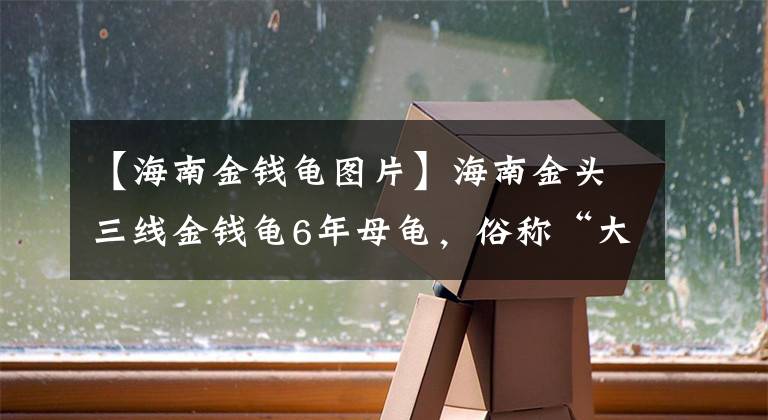 【海南金錢龜圖片】海南金頭三線金錢龜6年母龜，俗稱“大黃頭” 皮膚呈淺紅色