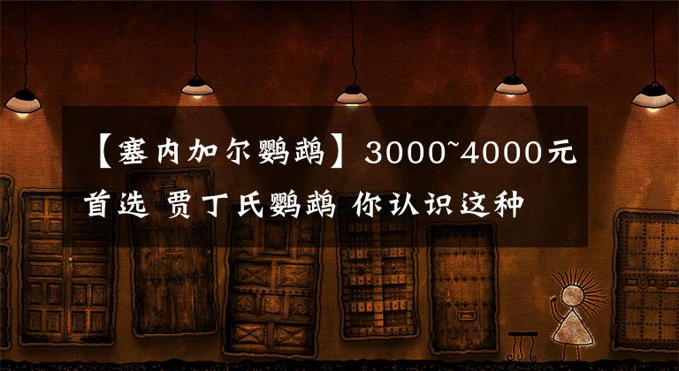 【塞內(nèi)加爾鸚鵡】3000~4000元首選 賈丁氏鸚鵡 你認(rèn)識這種小眾鸚鵡嗎？