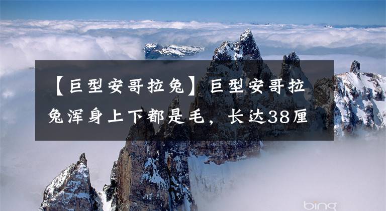 【巨型安哥拉兔】巨型安哥拉兔渾身上下都是毛，長(zhǎng)達(dá)38厘米打破世界紀(jì)錄