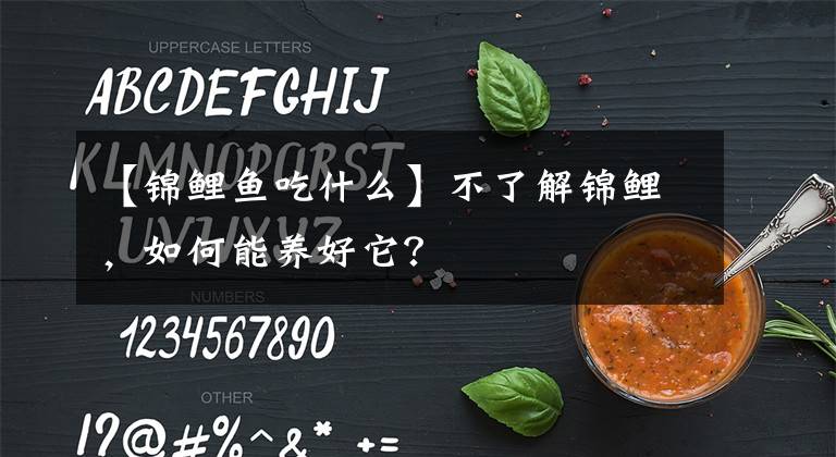 【錦鯉魚吃什么】不了解錦鯉，如何能養(yǎng)好它？