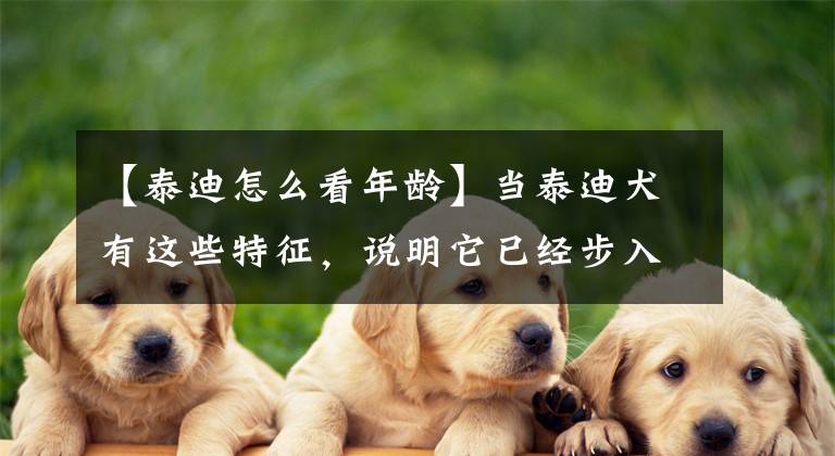 【泰迪怎么看年齡】當(dāng)泰迪犬有這些特征，說明它已經(jīng)步入老年期了