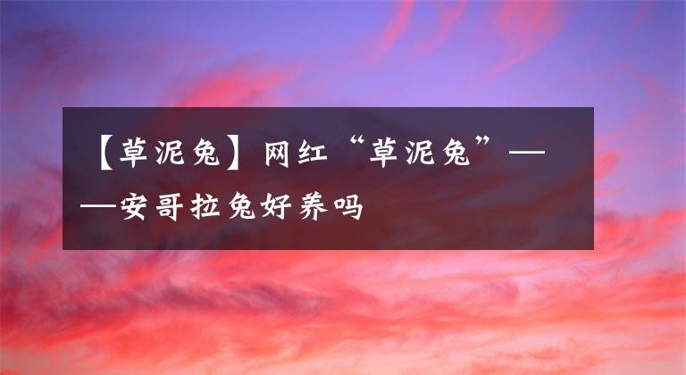 【草泥兔】網(wǎng)紅“草泥兔”——安哥拉兔好養(yǎng)嗎