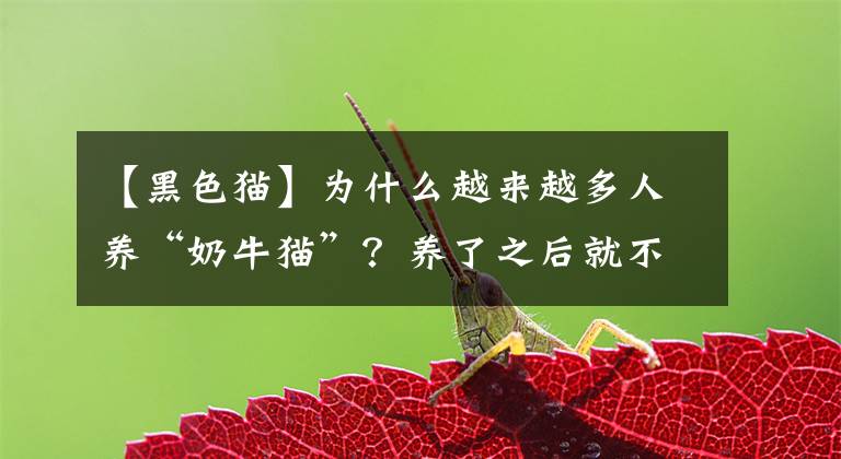 【黑色貓】為什么越來越多人養(yǎng)“奶牛貓”？養(yǎng)了之后就不想換貓了