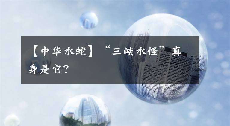 【中華水蛇】“三峽水怪”真身是它？