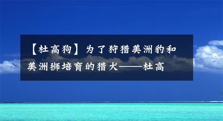 【杜高狗】為了狩獵美洲豹和美洲獅培育的獵犬——杜高