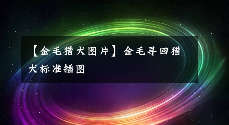 【金毛獵犬圖片】金毛尋回獵犬標(biāo)準(zhǔn)插圖