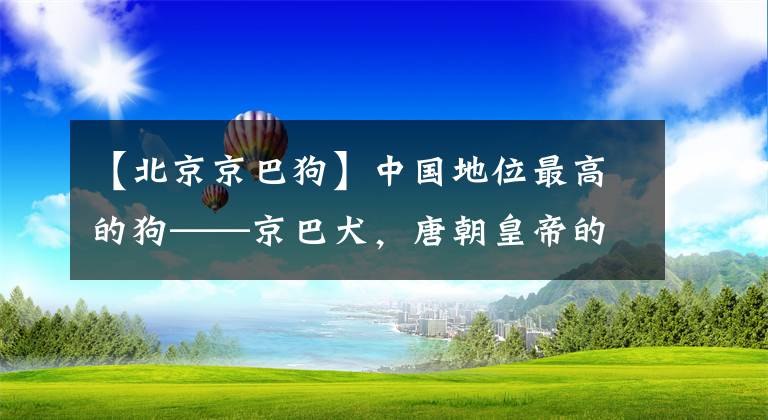 【北京京巴狗】中國(guó)地位最高的狗——京巴犬，唐朝皇帝的陪葬犬