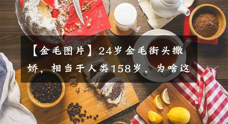 【金毛圖片】24歲金毛街頭撒嬌，相當(dāng)于人類158歲，為啥這么長壽？