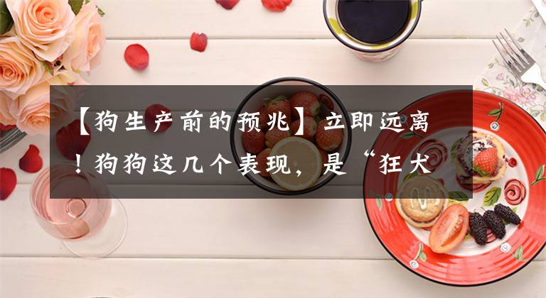 【狗生產(chǎn)前的預(yù)兆】立即遠(yuǎn)離！狗狗這幾個(gè)表現(xiàn)，是“狂犬病”的前兆