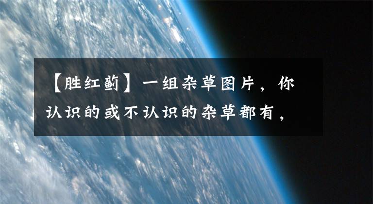 【勝紅薊】一組雜草圖片，你認(rèn)識的或不認(rèn)識的雜草都有，不知你認(rèn)識幾種？