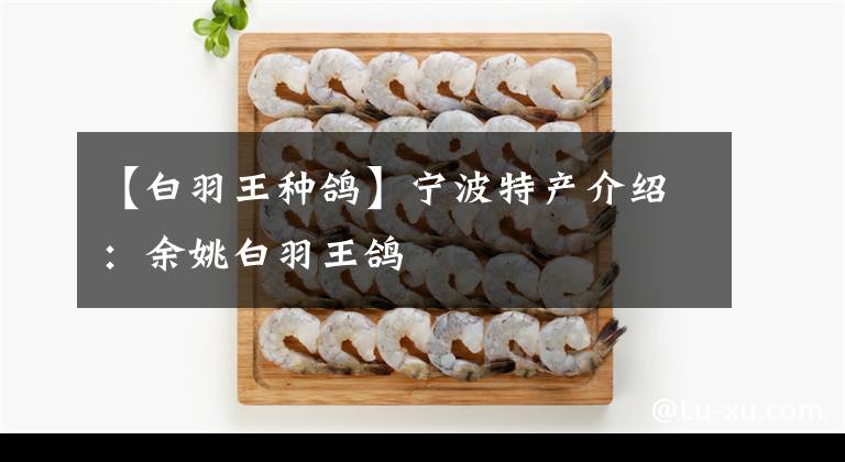 【白羽王種鴿】寧波特產(chǎn)介紹：余姚白羽王鴿