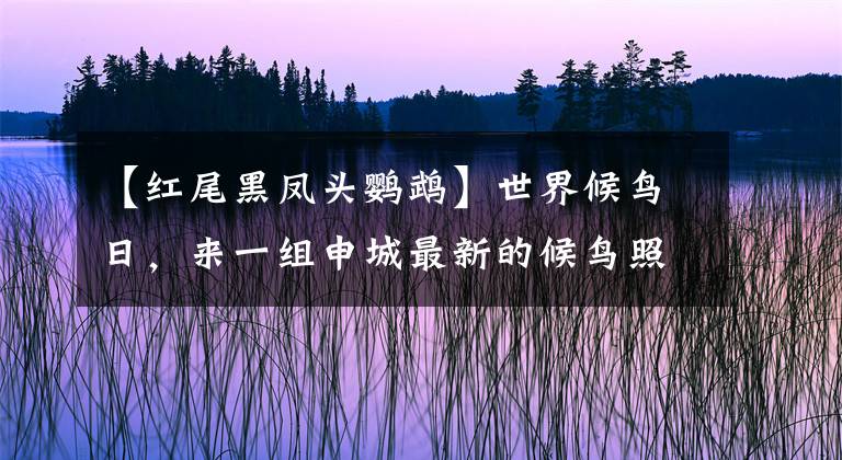 【紅尾黑鳳頭鸚鵡】世界候鳥日，來一組申城最新的候鳥照片