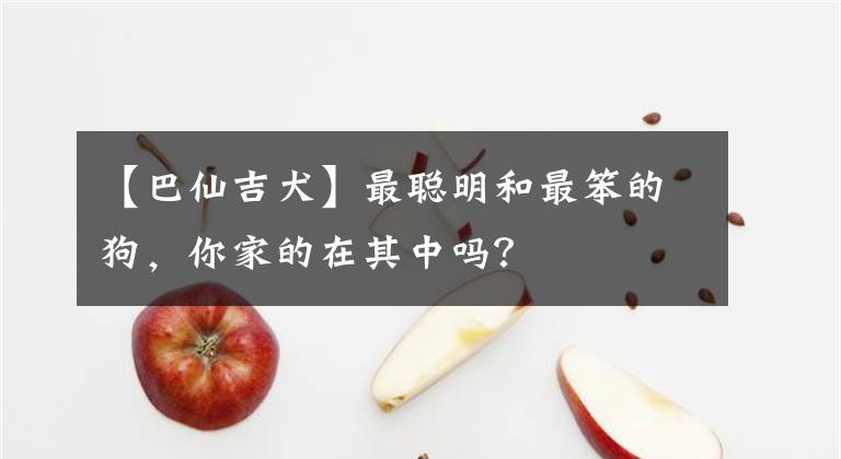 【巴仙吉犬】最聰明和最笨的狗，你家的在其中嗎？