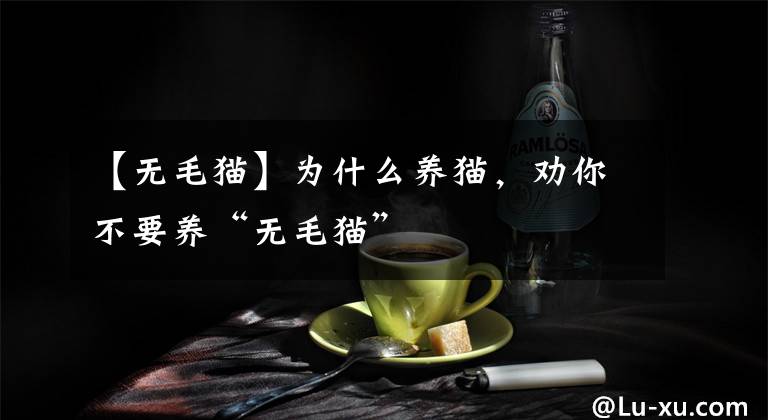 【無毛貓】為什么養(yǎng)貓，勸你不要養(yǎng)“無毛貓”