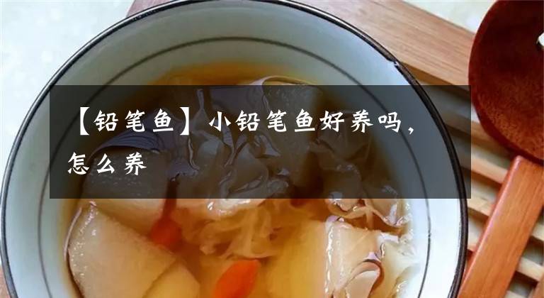 【鉛筆魚】小鉛筆魚好養(yǎng)嗎，怎么養(yǎng)