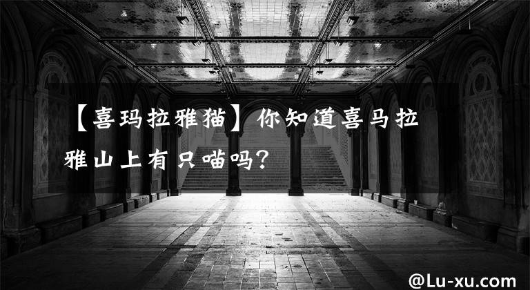 【喜瑪拉雅貓】你知道喜馬拉雅山上有只喵嗎？