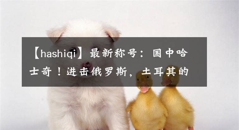 【hashiqi】最新稱號(hào)：國(guó)中哈士奇！進(jìn)擊俄羅斯，土耳其的“狠”沒(méi)人能懂