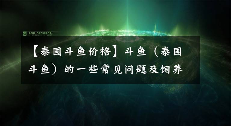 【泰國斗魚價格】斗魚（泰國斗魚）的一些常見問題及飼養(yǎng)技巧