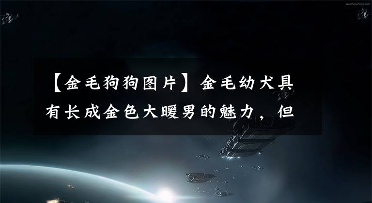 【金毛狗狗圖片】金毛幼犬具有長成金色大暖男的魅力，但這些事項(xiàng)一定要注意