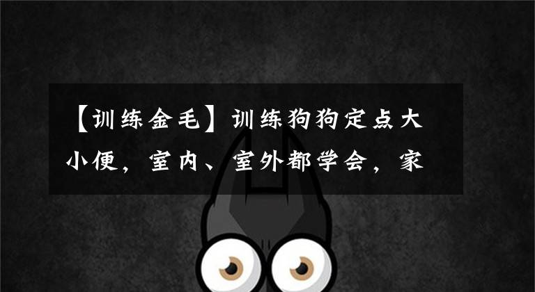 【訓練金毛】訓練狗狗定點大小便，室內、室外都學會，家里自然不會有臭味