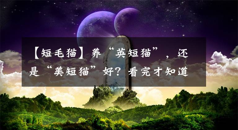 【短毛貓】養(yǎng)“英短貓”，還是“美短貓”好？看完才知道，區(qū)別真的很大