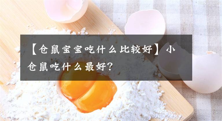 【倉鼠寶寶吃什么比較好】小倉鼠吃什么最好？