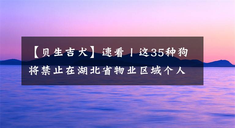 【貝生吉犬】速看丨這35種狗將禁止在湖北省物業(yè)區(qū)域個人飼養(yǎng)