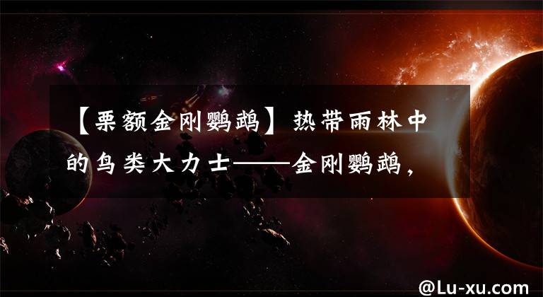 【栗額金剛鸚鵡】熱帶雨林中的鳥類大力士——金剛鸚鵡，五彩斑斕且“巧言善辯”