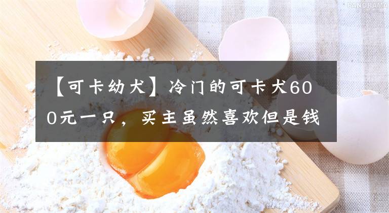 【可卡幼犬】冷門的可卡犬600元一只，買主雖然喜歡但是錢不夠，無奈放棄！