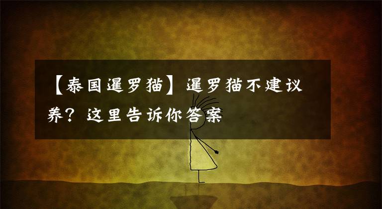 【泰國(guó)暹羅貓】暹羅貓不建議養(yǎng)？這里告訴你答案