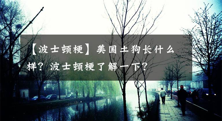 【波士頓?！棵绹?guó)土狗長(zhǎng)什么樣？波士頓梗了解一下？