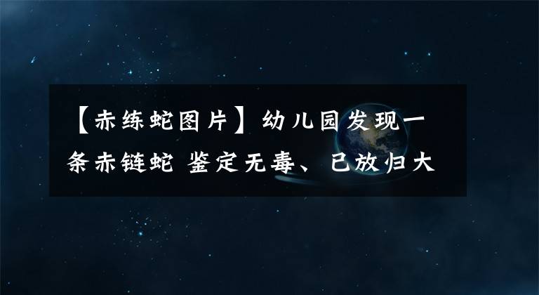 【赤練蛇圖片】幼兒園發(fā)現(xiàn)一條赤鏈蛇 鑒定無毒、已放歸大自然