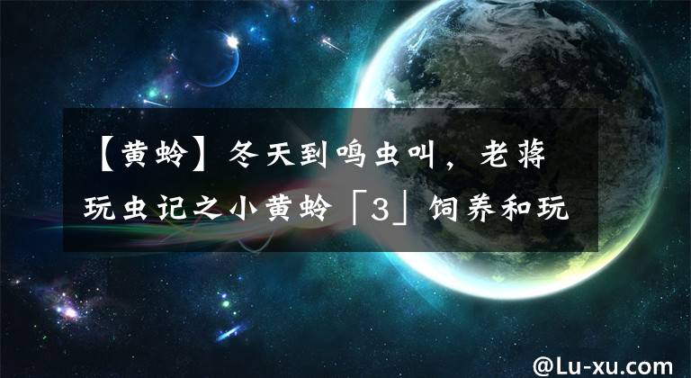 【黃蛉】冬天到鳴蟲叫，老蔣玩蟲記之小黃蛉「3」飼養(yǎng)和玩賞