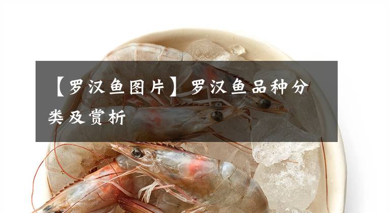 【羅漢魚圖片】羅漢魚品種分類及賞析