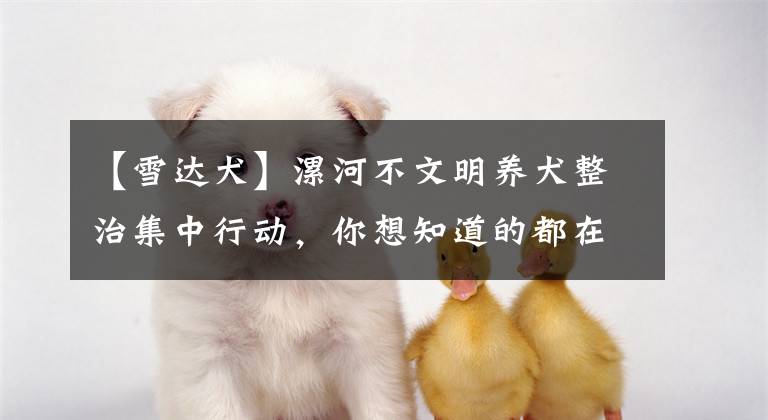 【雪達(dá)犬】漯河不文明養(yǎng)犬整治集中行動(dòng)，你想知道的都在這里