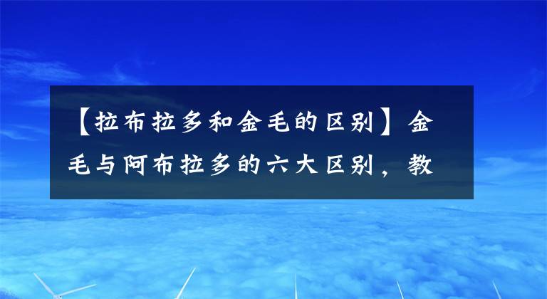 【拉布拉多和金毛的區(qū)別】金毛與阿布拉多的六大區(qū)別，教你快速辨別