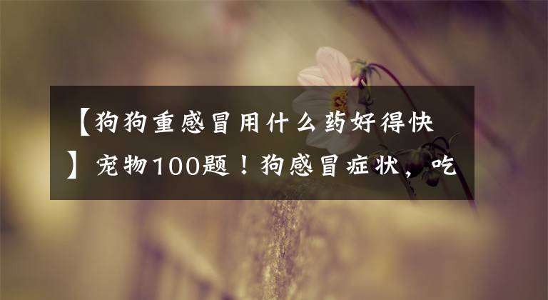 【狗狗重感冒用什么藥好得快】寵物100題！狗感冒癥狀，吃什么藥有效？建議收藏