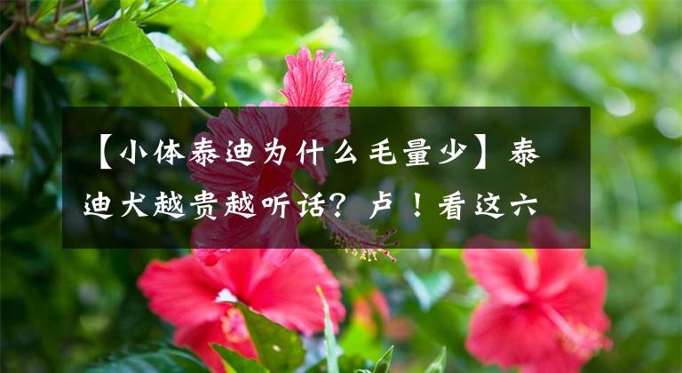 【小體泰迪為什么毛量少】泰迪犬越貴越聽話？盧！看這六點(diǎn)沒錯(cuò)