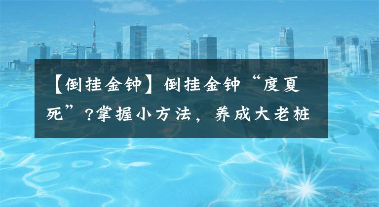 【倒掛金鐘】倒掛金鐘“度夏死”?掌握小方法，養(yǎng)成大老樁，開成花樹，才叫美