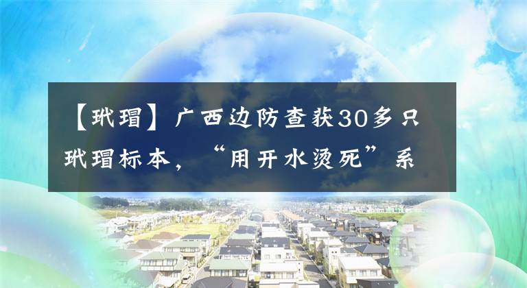 【玳瑁】廣西邊防查獲30多只玳瑁標本，“用開水燙死”系販賣噱頭