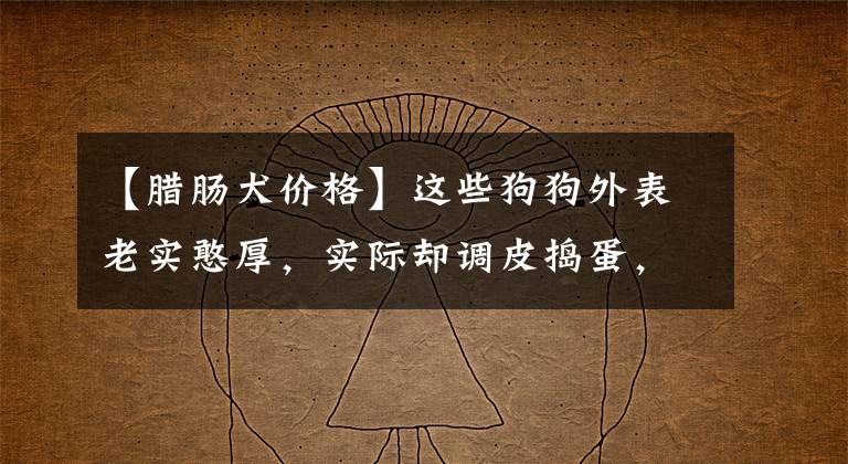 【臘腸犬價格】這些狗狗外表老實憨厚，實際卻調(diào)皮搗蛋，不少人都被騙了