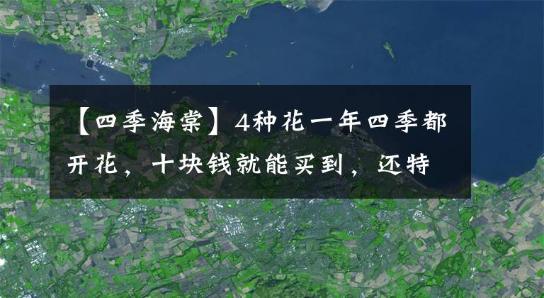 【四季海棠】4種花一年四季都開花，十塊錢就能買到，還特好養(yǎng)