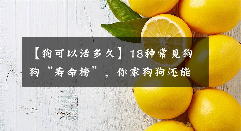 【狗可以活多久】18種常見狗狗“壽命榜”，你家狗狗還能活多久，陪你走過開心時光