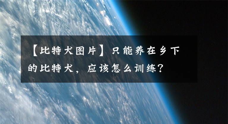 【比特犬圖片】只能養(yǎng)在鄉(xiāng)下的比特犬，應(yīng)該怎么訓(xùn)練？