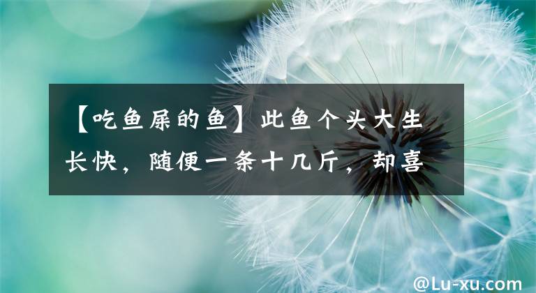 【吃魚屎的魚】此魚個(gè)頭大生長快，隨便一條十幾斤，卻喜食糞便，如今淪為低檔魚