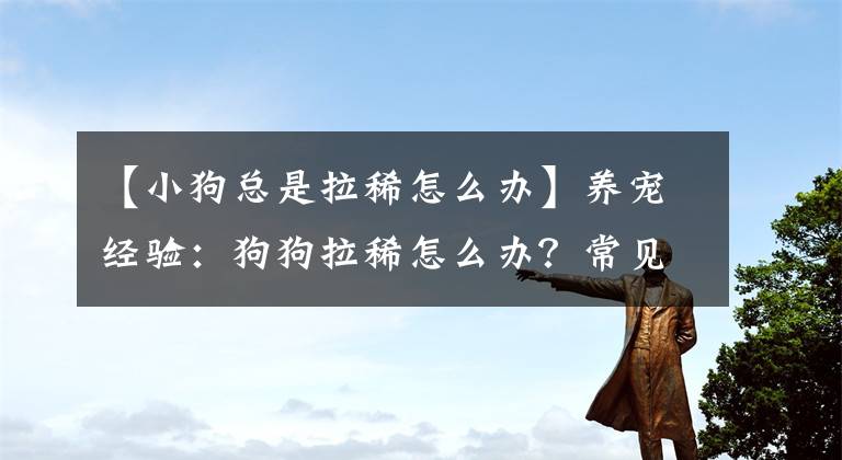 【小狗總是拉稀怎么辦】養(yǎng)寵經(jīng)驗：狗狗拉稀怎么辦？常見的幾個拉稀原因和處理辦法