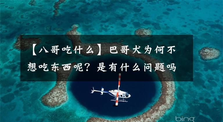 【八哥吃什么】巴哥犬為何不想吃東西呢？是有什么問題嗎？你懂處理嗎？