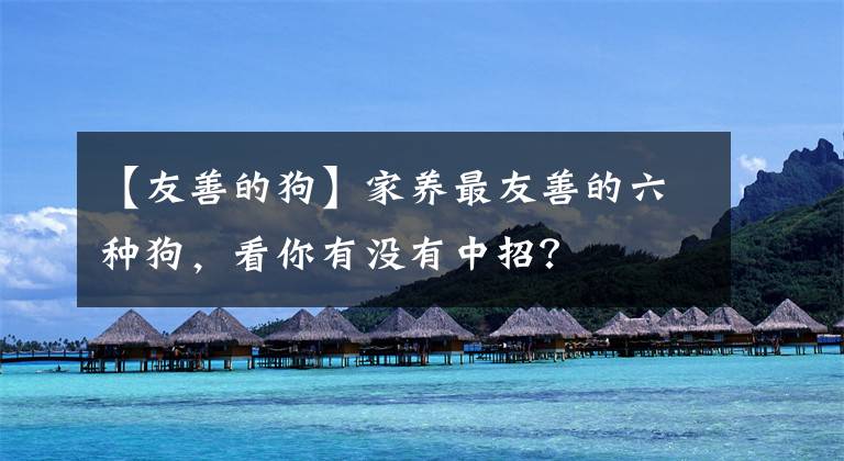 【友善的狗】家養(yǎng)最友善的六種狗，看你有沒有中招？