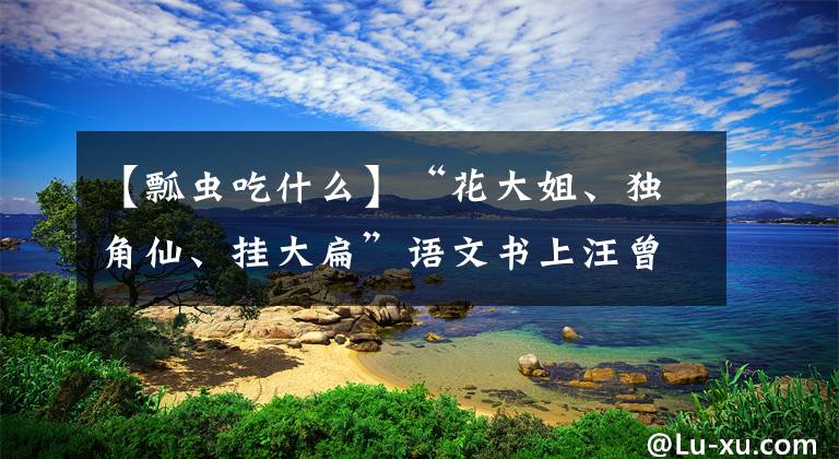 【瓢蟲吃什么】“花大姐、獨角仙、掛大扁”語文書上汪曾祺喜愛的昆蟲到底長啥樣